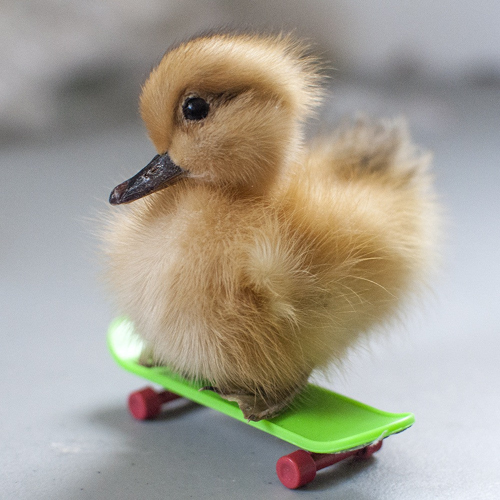 Duck Skateboard